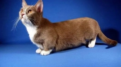 A legkisebb fajta macskák: a miniatűr sziklák legjobb 7 képviselői